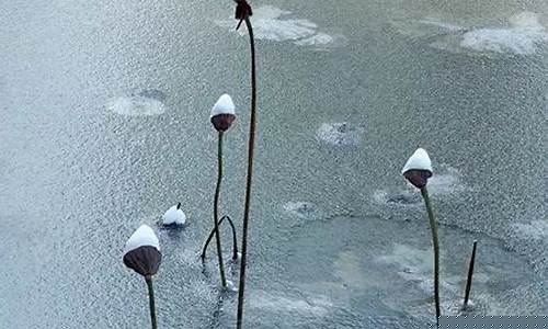 禅师玩期货(禅师炒股实战技巧)_https://www.taocizhiliang.com_效果图_第1张