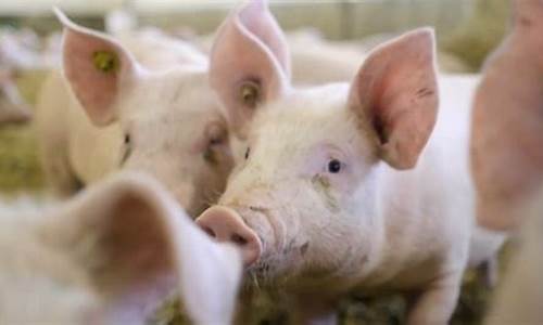 生猪期货直播视频(生猪期货交易平台)_https://www.taocizhiliang.com_装修公司_第1张