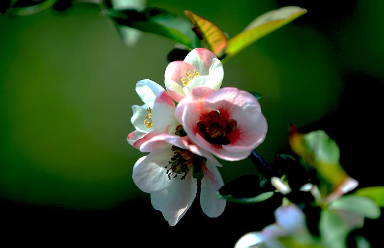 素卿老师恒指直播(素卿恒指喊单直播间)(素卿是什么意思)_https://www.taocizhiliang.com_效果图_第1张