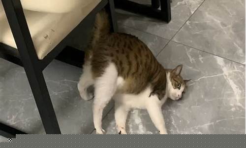 大丸子股市直播开开心心每一天(大丸子看盘)(我想看大丸子)_https://www.taocizhiliang.com_装修公司_第1张